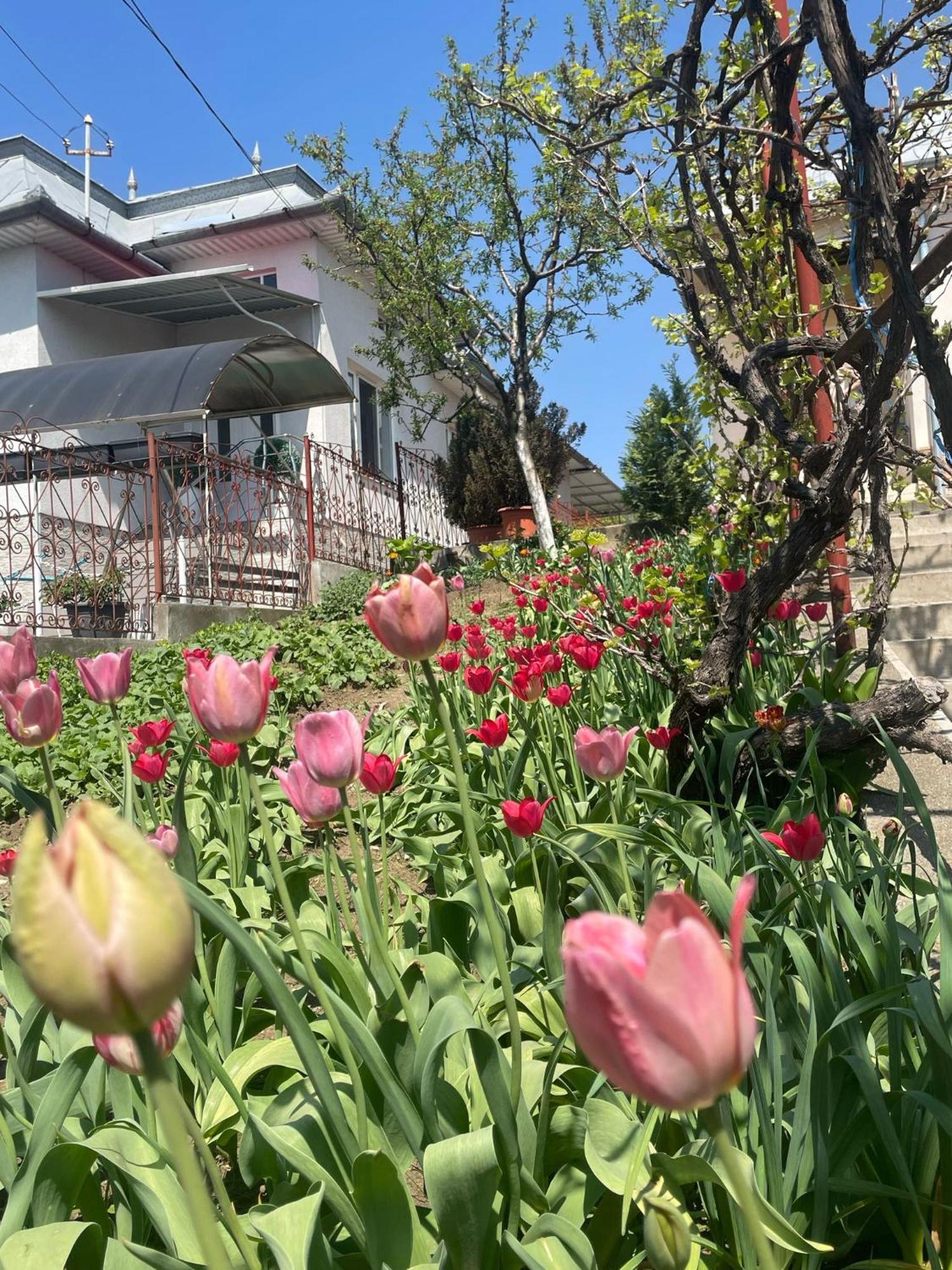 투르다 Casa Matei 빌라 외부 사진